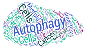 Autophagy