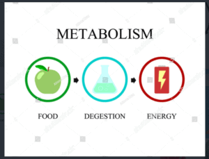 metabolism