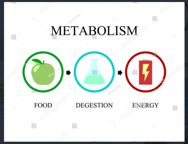 metabolism